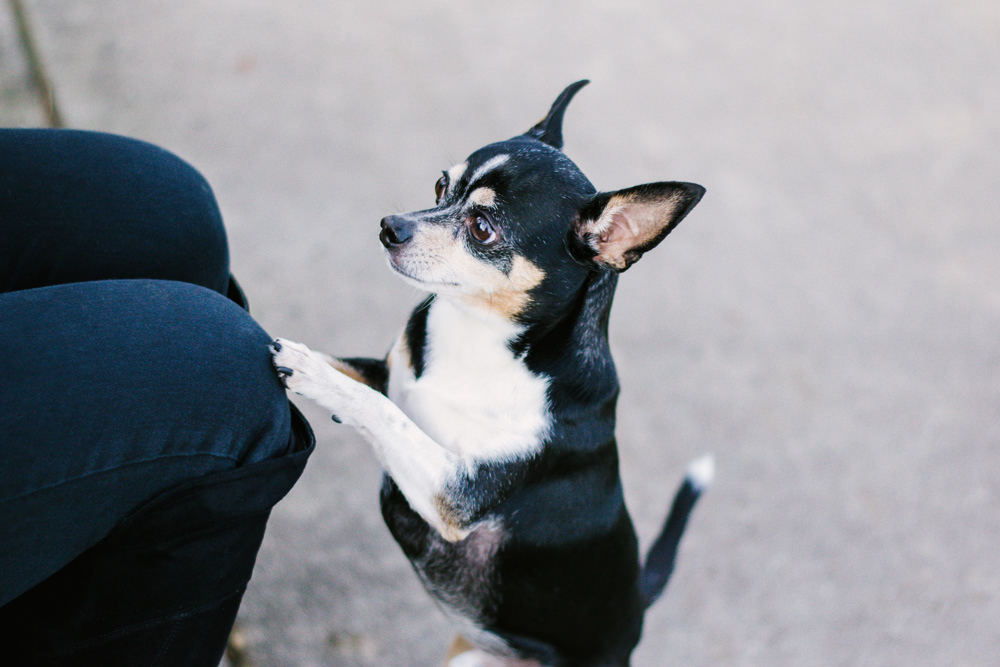 Maureen and Ralphie - Professional Portrait by Chris Corrao