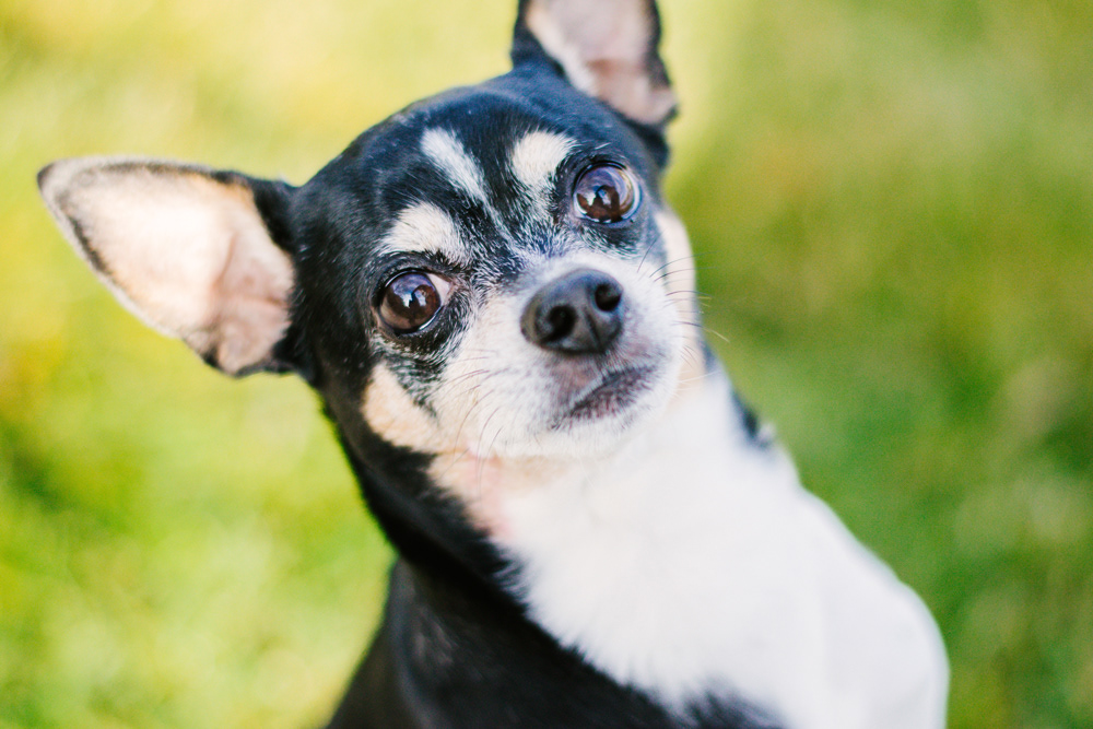 Maureen and Ralphie - Professional Portrait by Chris Corrao