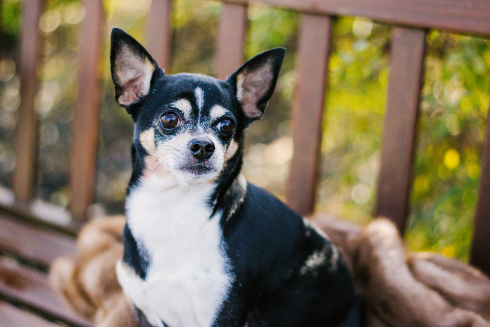 Maureen and Ralphie - Professional Portrait by Chris Corrao