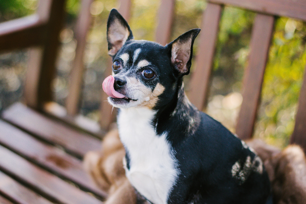 Maureen and Ralphie - Professional Portrait by Chris Corrao
