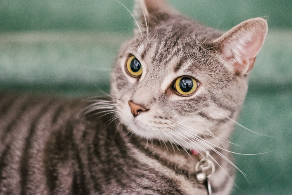 portrait of male tabby cat