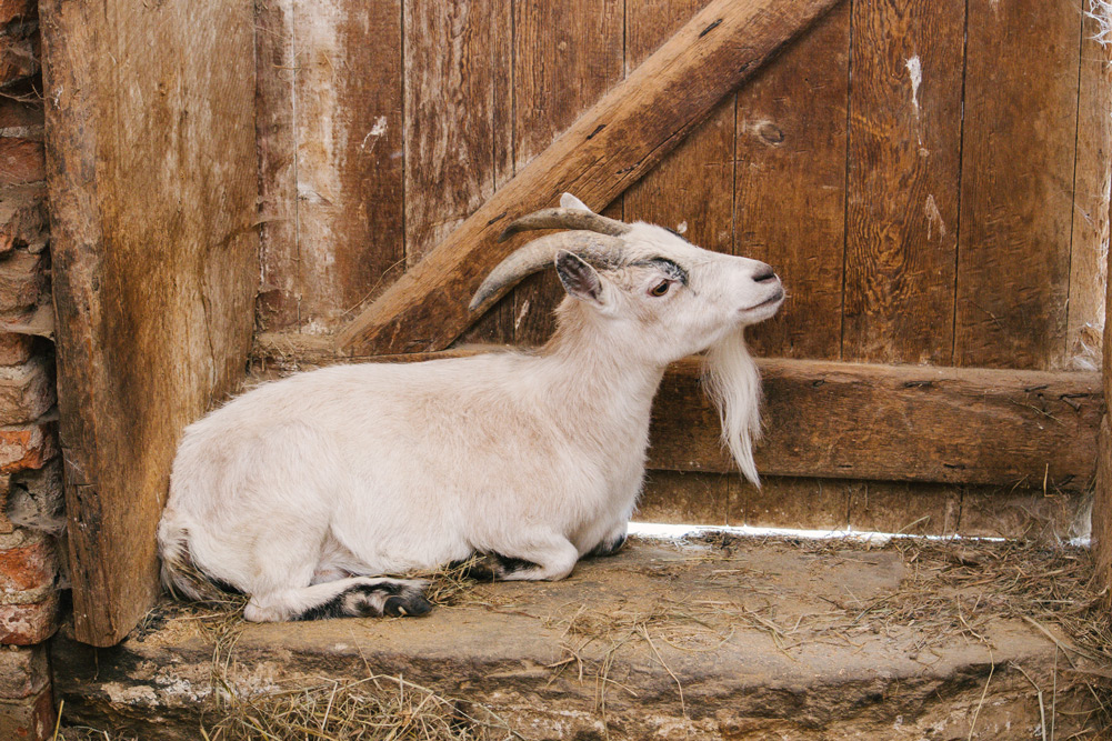 white and black goat lancaster pa
