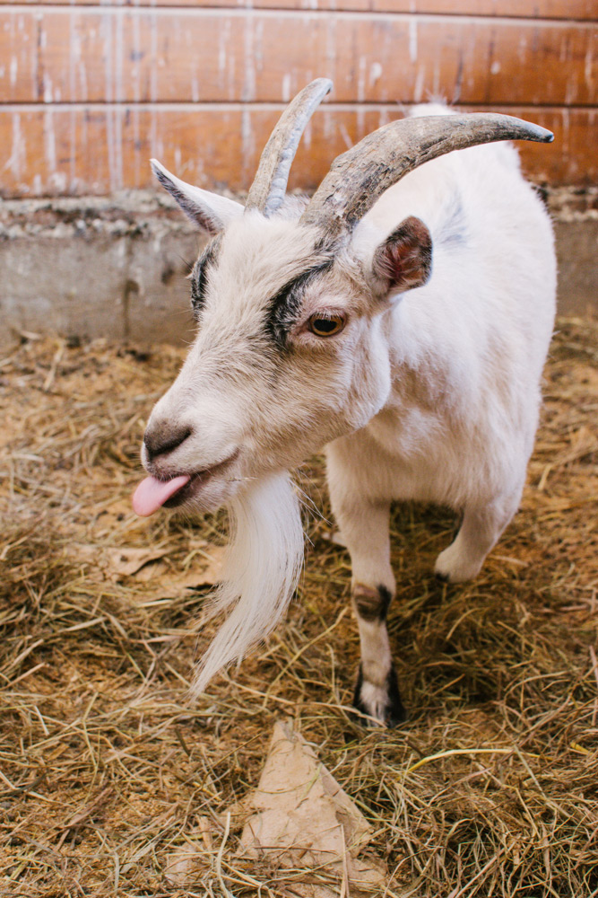 white goat with beard sticking tongue out