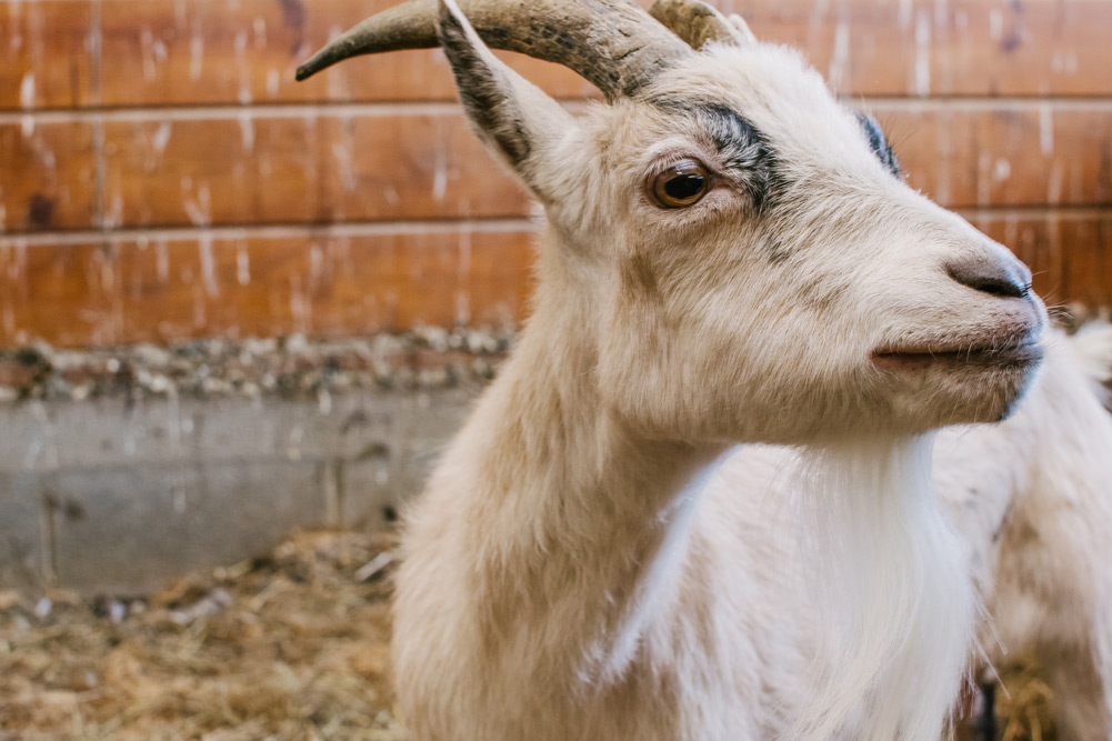 goat eye white fur mature horns