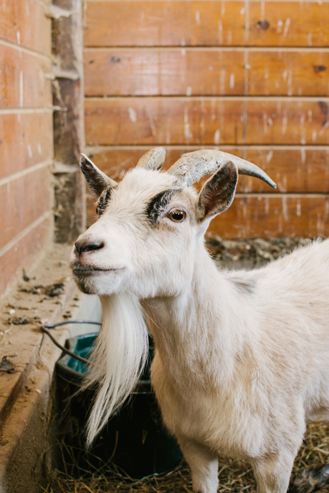 mature female goat white