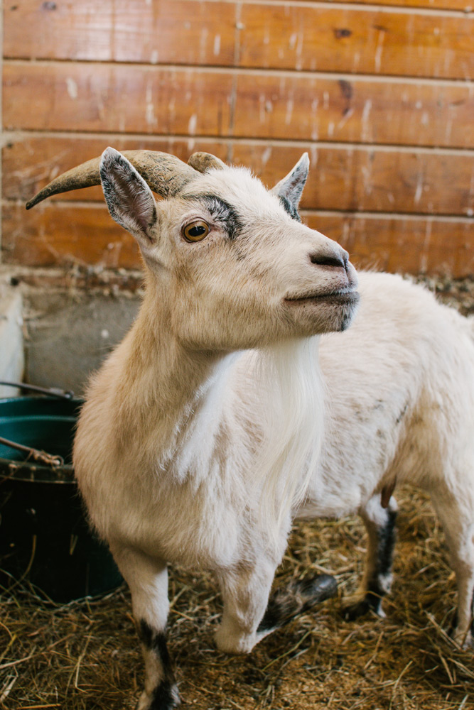 white goat female