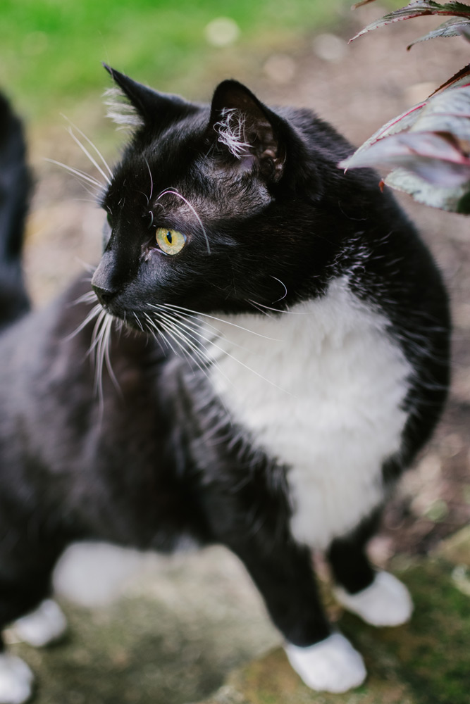 rescued black cat portrait