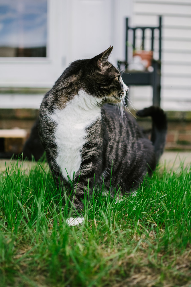 tabby cat in grass