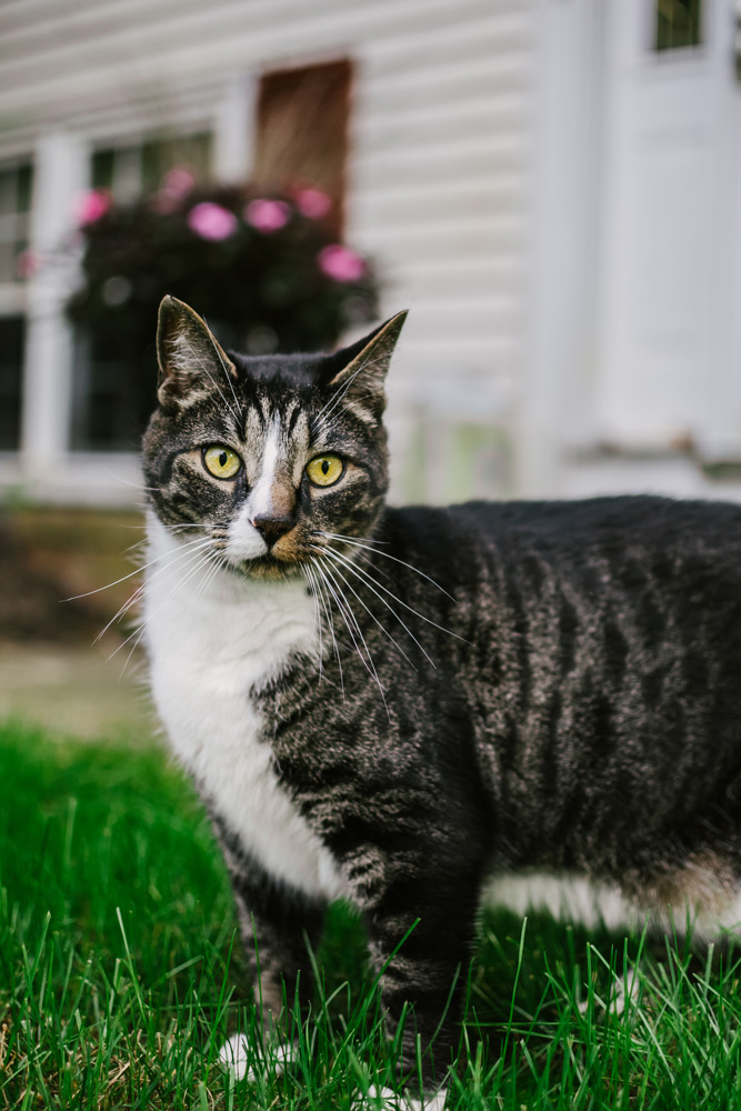 tabby cat pet portrait