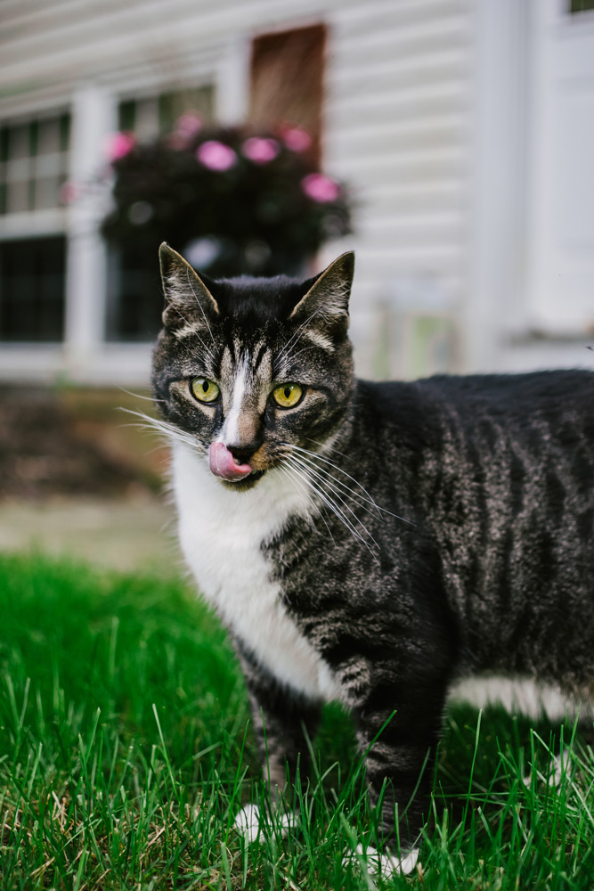 striped cat pet portrait