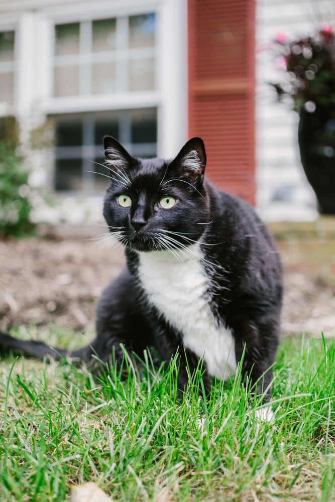 black and white pet cat