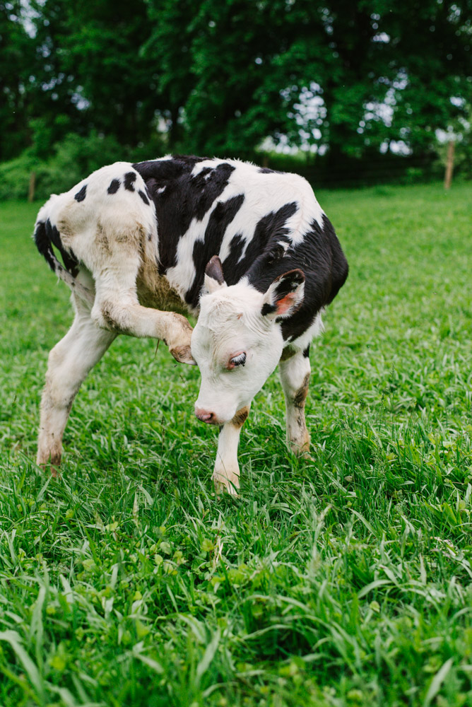 Here With Us Farm Sanctuary by Chris Corrao