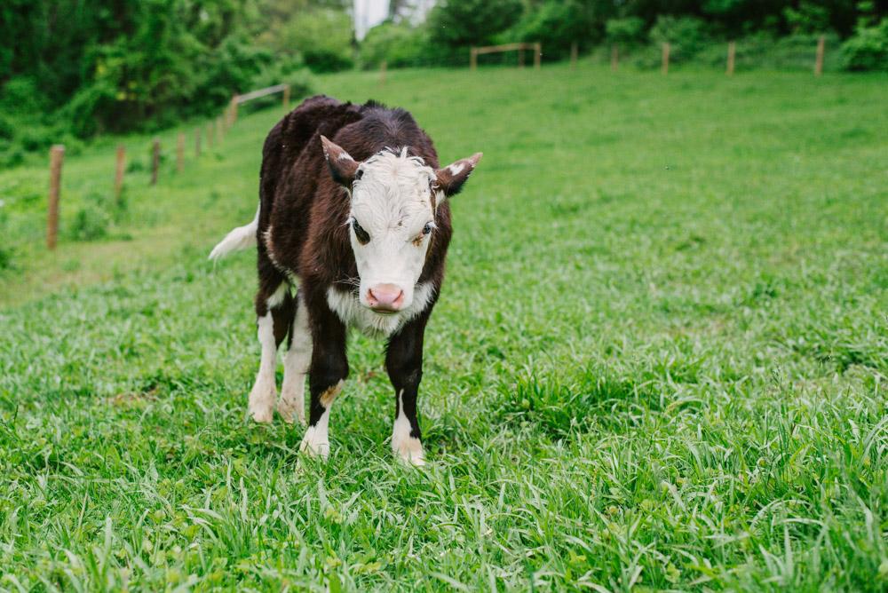 Here With Us Farm Sanctuary by Chris Corrao