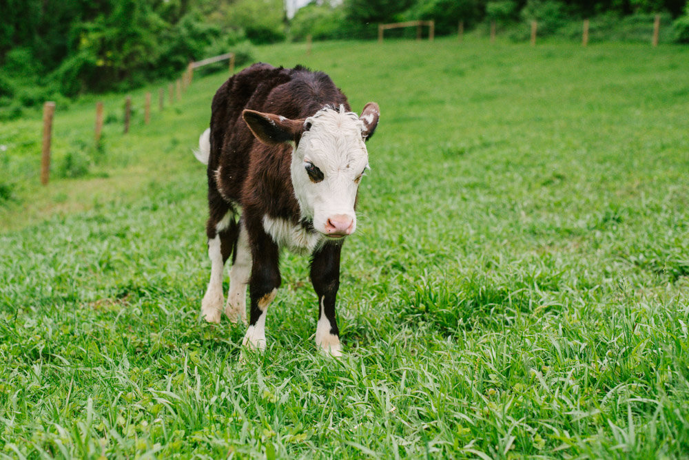 Here With Us Farm Sanctuary by Chris Corrao