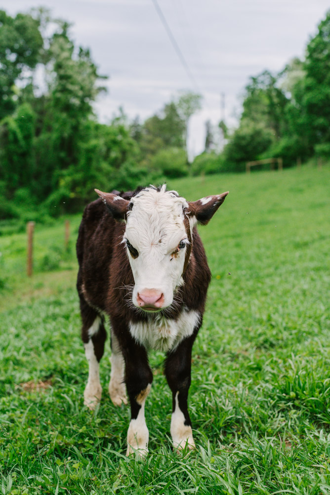 Here With Us Farm Sanctuary by Chris Corrao