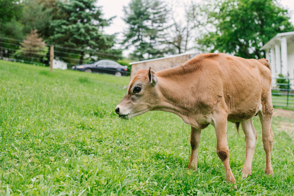 Here With Us Farm Sanctuary by Chris Corrao
