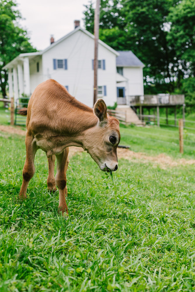 Here With Us Farm Sanctuary by Chris Corrao