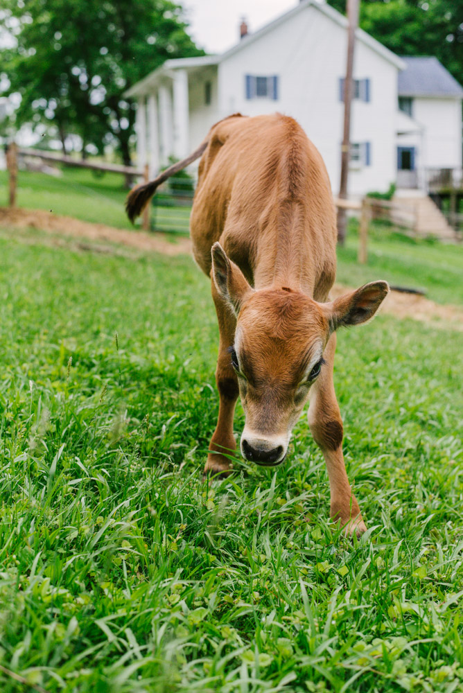 Here With Us Farm Sanctuary by Chris Corrao