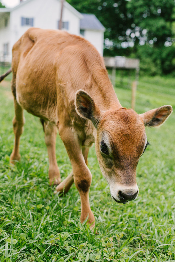 Here With Us Farm Sanctuary by Chris Corrao
