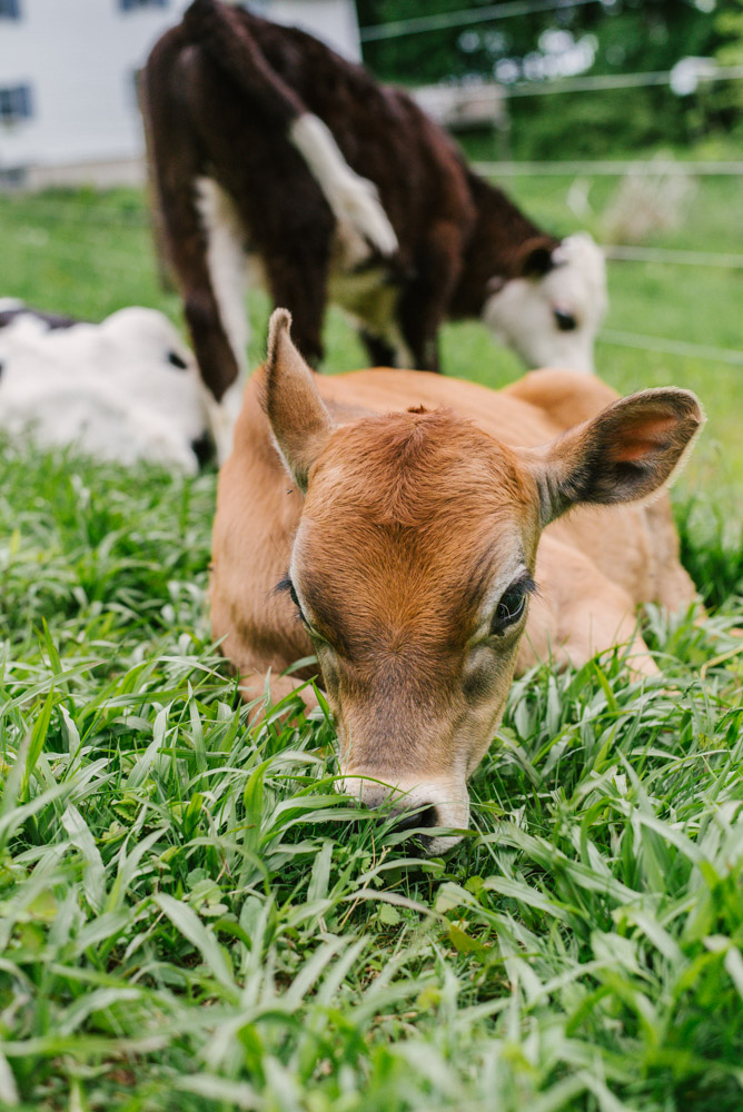 Here With Us Farm Sanctuary by Chris Corrao