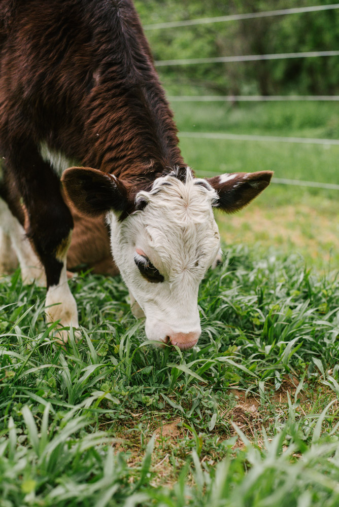 Here With Us Farm Sanctuary by Chris Corrao