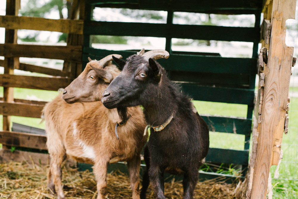 Here With Us Farm Sanctuary by Chris Corrao