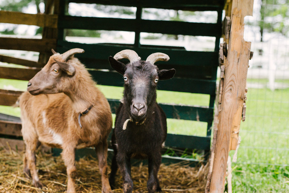 Here With Us Farm Sanctuary by Chris Corrao