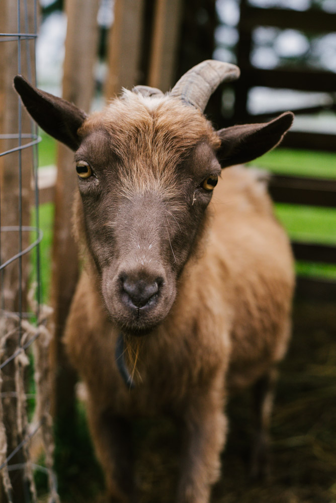 Here With Us Farm Sanctuary by Chris Corrao