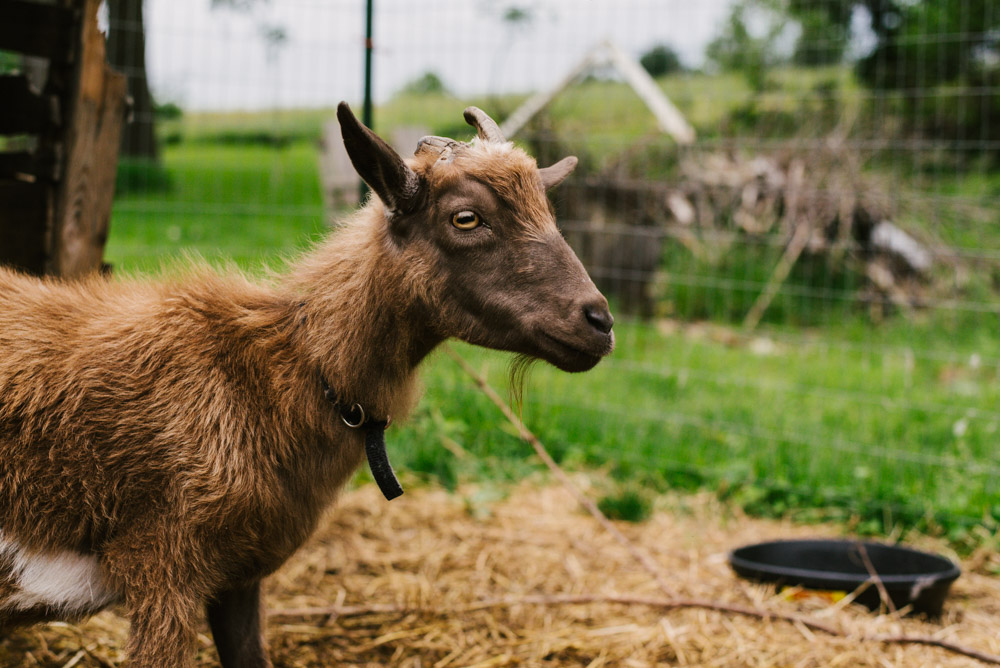 Here With Us Farm Sanctuary by Chris Corrao