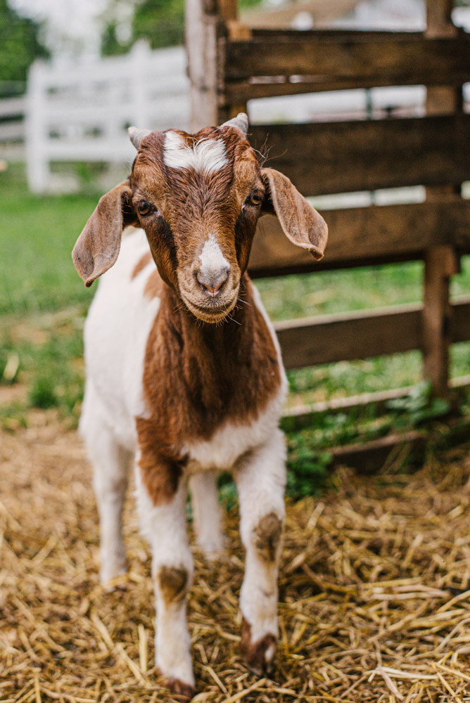 Here With Us Farm Sanctuary by Chris Corrao