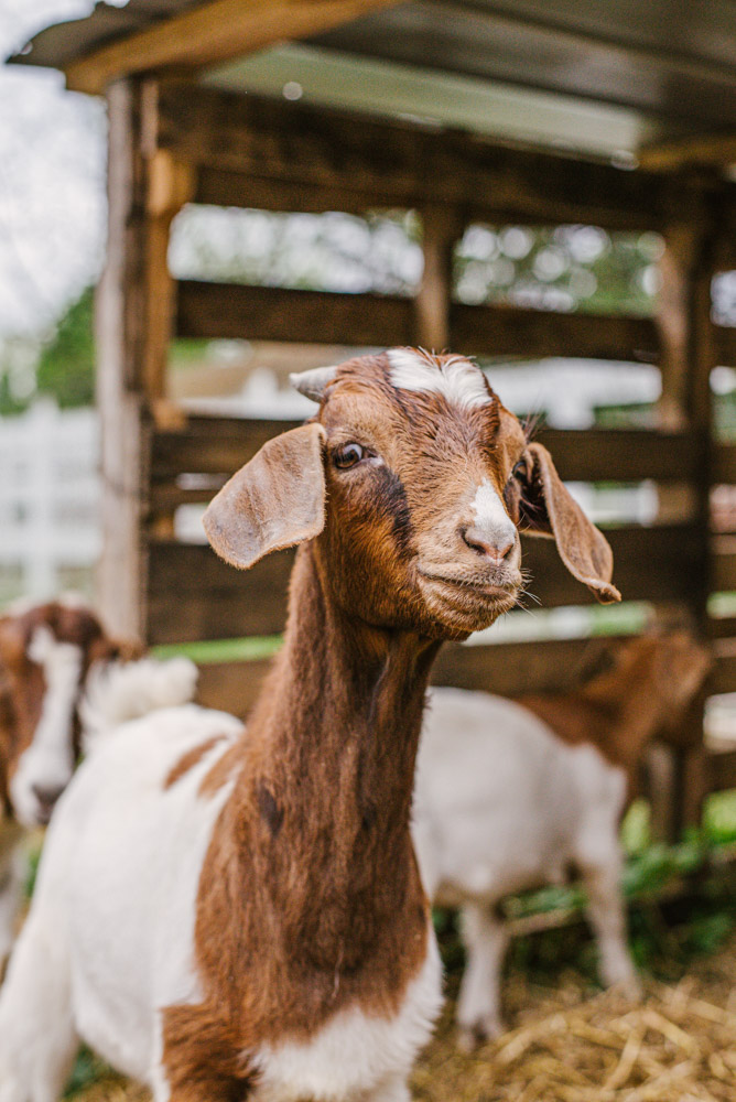 Here With Us Farm Sanctuary by Chris Corrao