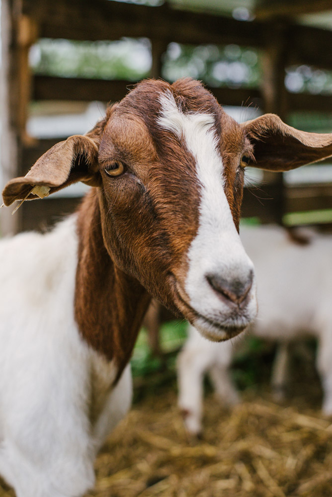 Here With Us Farm Sanctuary by Chris Corrao