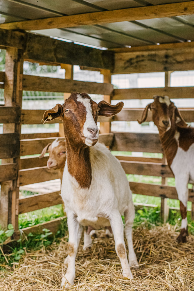 Here With Us Farm Sanctuary by Chris Corrao