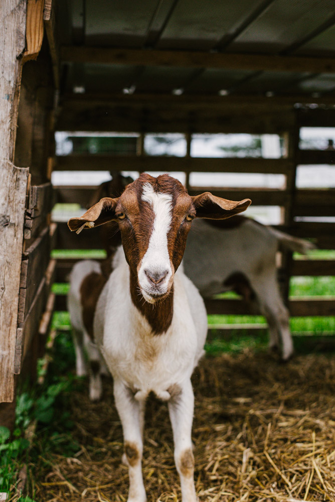 Here With Us Farm Sanctuary by Chris Corrao
