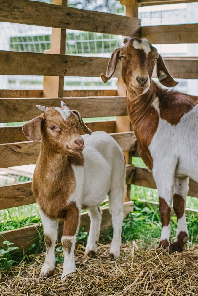 Here With Us Farm Sanctuary by Chris Corrao