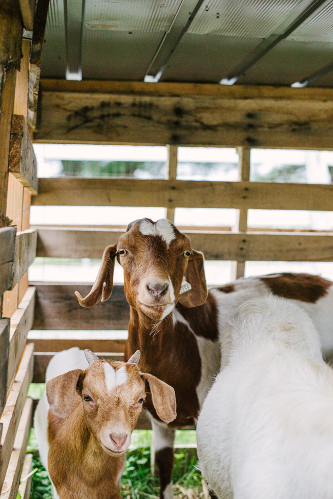 Here With Us Farm Sanctuary by Chris Corrao