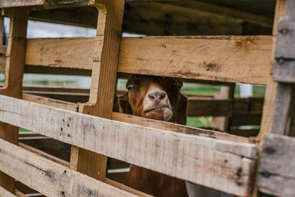 Here With Us Farm Sanctuary by Chris Corrao