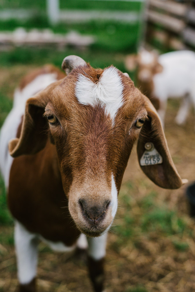 Here With Us Farm Sanctuary by Chris Corrao