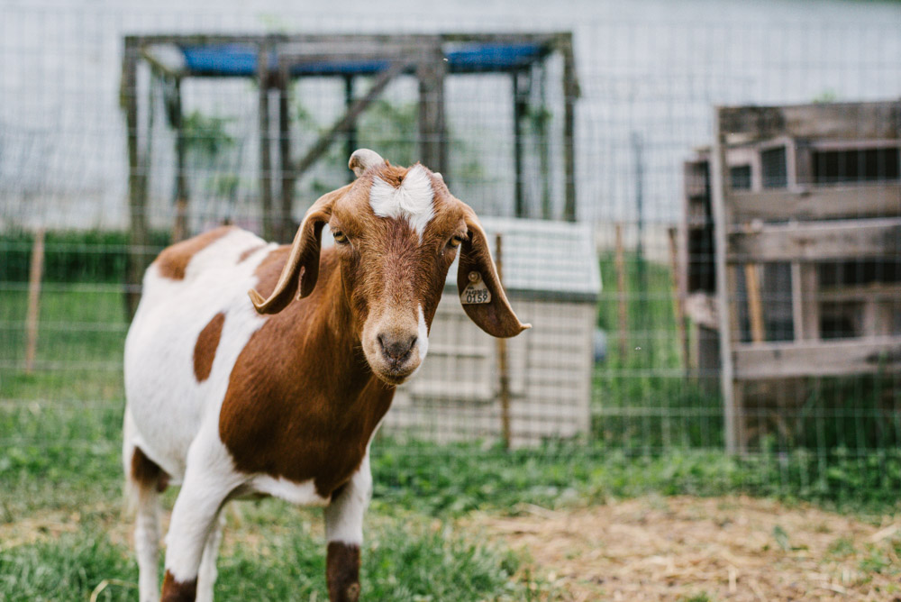 Here With Us Farm Sanctuary by Chris Corrao
