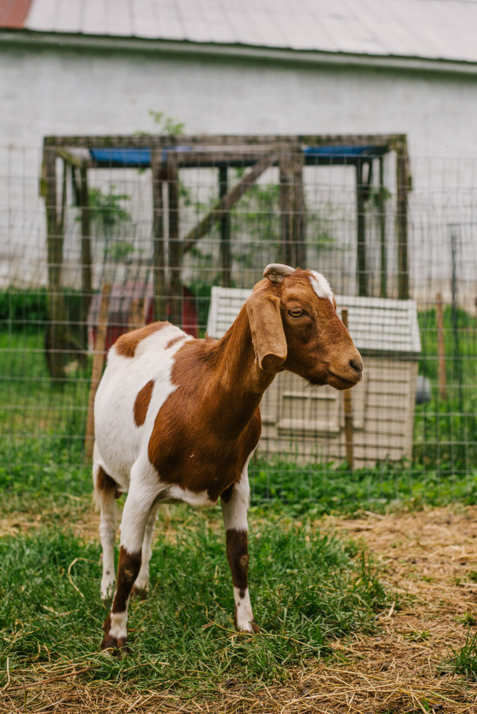 Here With Us Farm Sanctuary by Chris Corrao