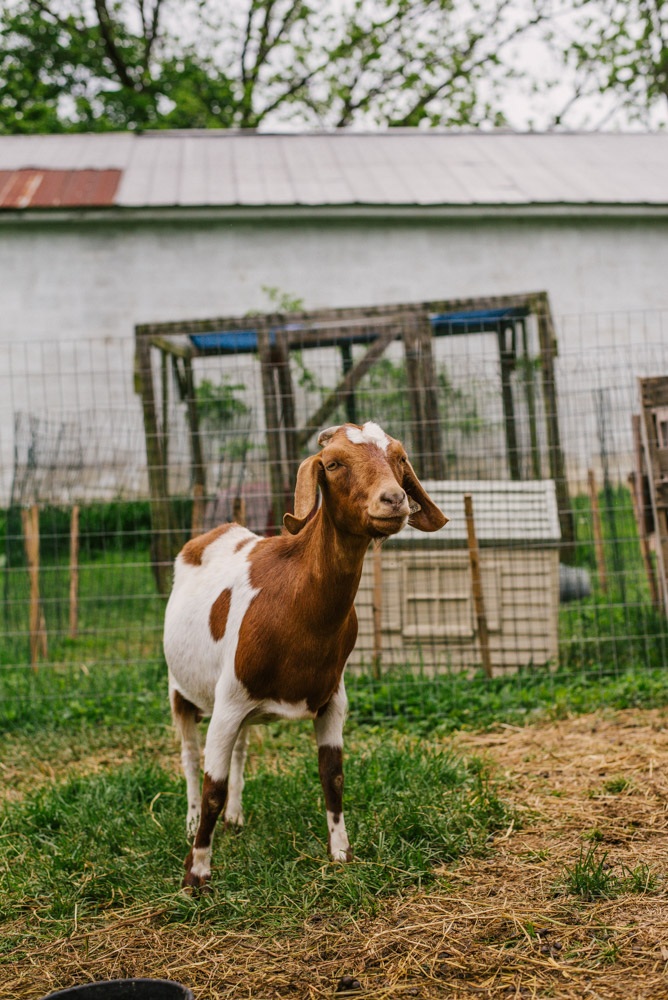 Here With Us Farm Sanctuary by Chris Corrao