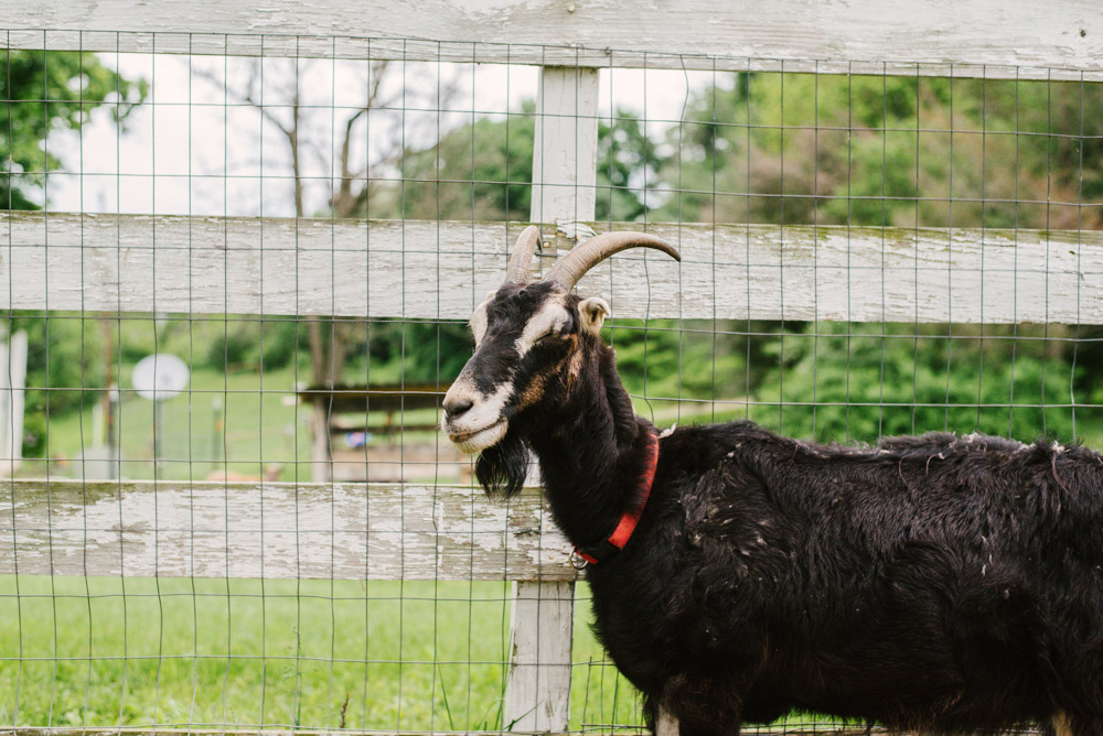 Here With Us Farm Sanctuary by Chris Corrao