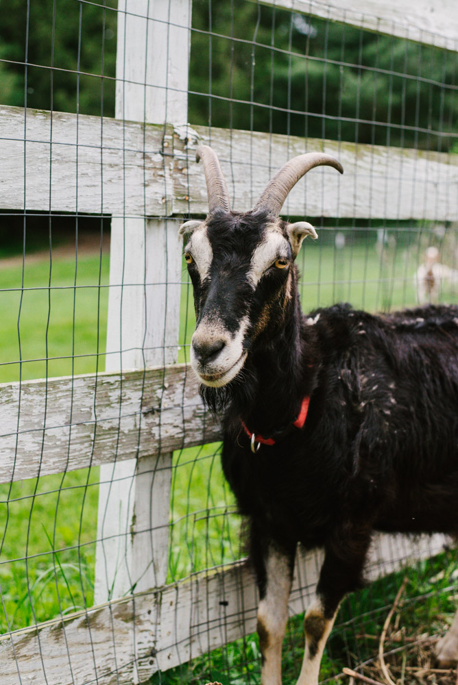Here With Us Farm Sanctuary by Chris Corrao