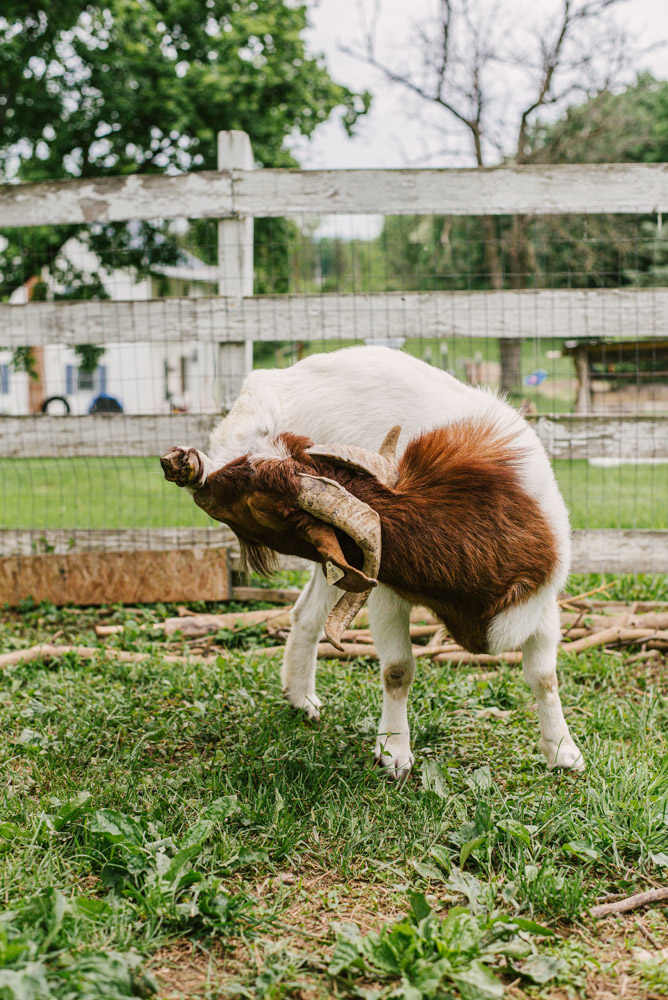 Here With Us Farm Sanctuary by Chris Corrao
