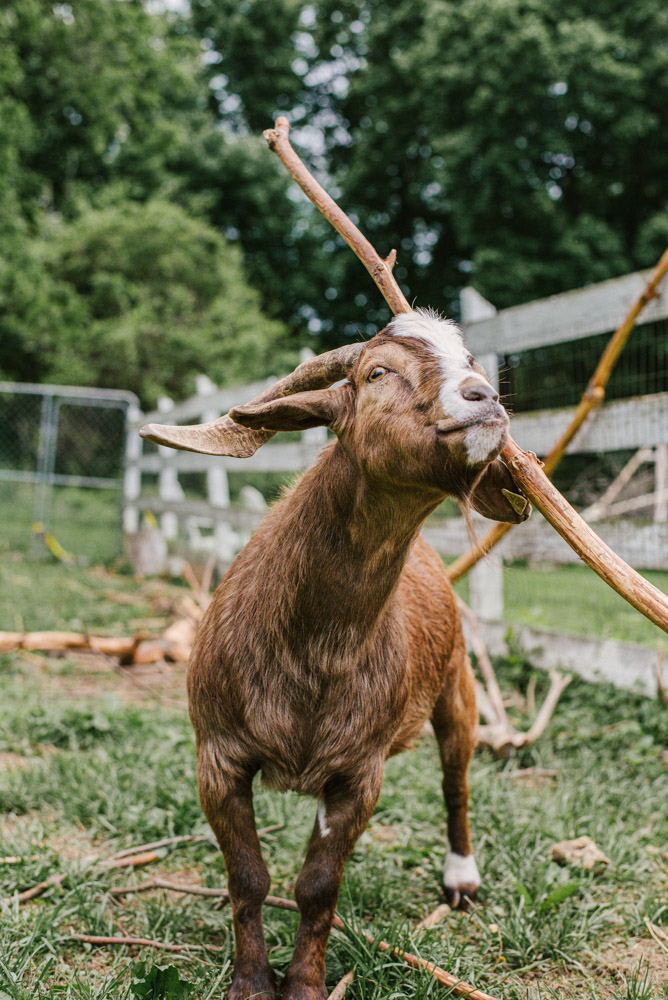 Here With Us Farm Sanctuary by Chris Corrao