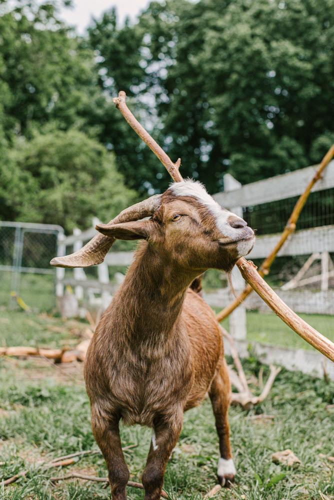 Here With Us Farm Sanctuary by Chris Corrao