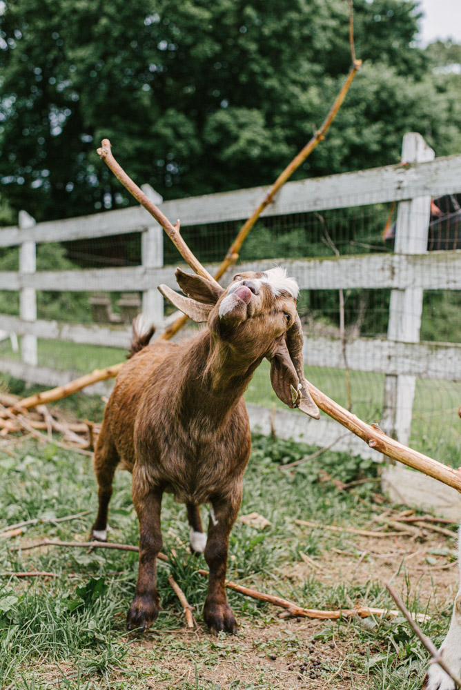 Here With Us Farm Sanctuary by Chris Corrao