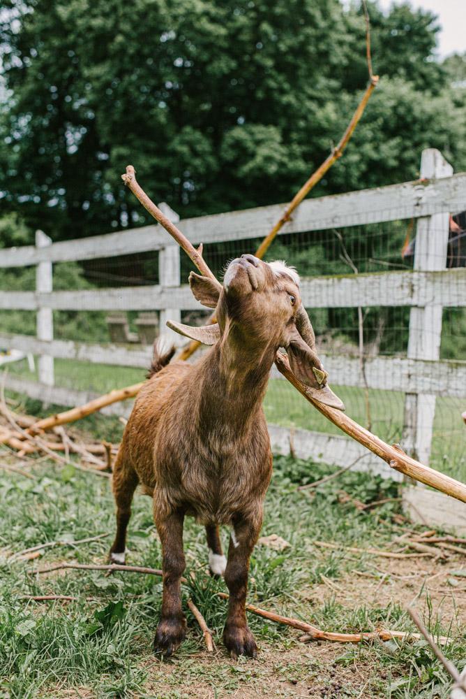 Here With Us Farm Sanctuary by Chris Corrao