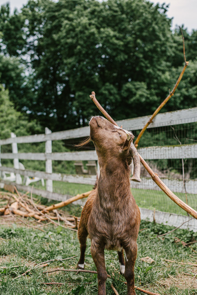 Here With Us Farm Sanctuary by Chris Corrao