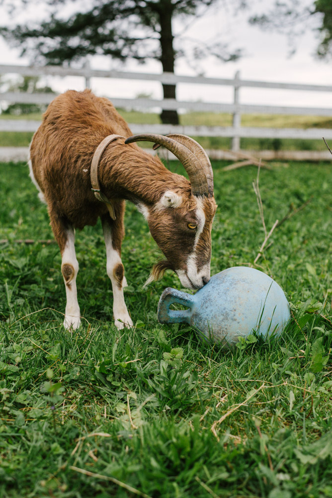 Here With Us Farm Sanctuary by Chris Corrao